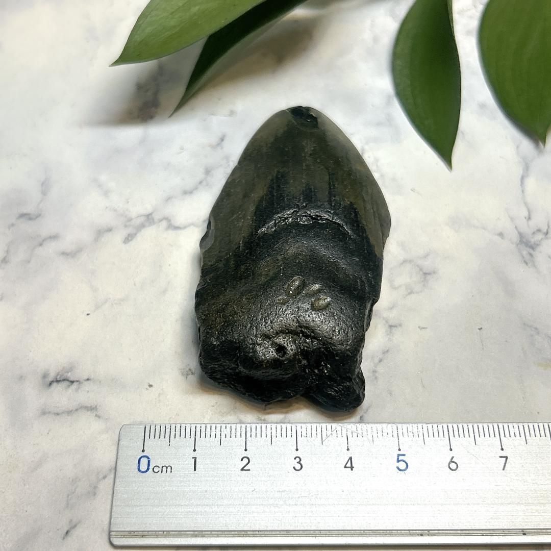 【E19597】巨大サメ メガロドン 歯の化石 ムカシオオホオシロサメ メガロドンの歯 化石｜詳細画像
