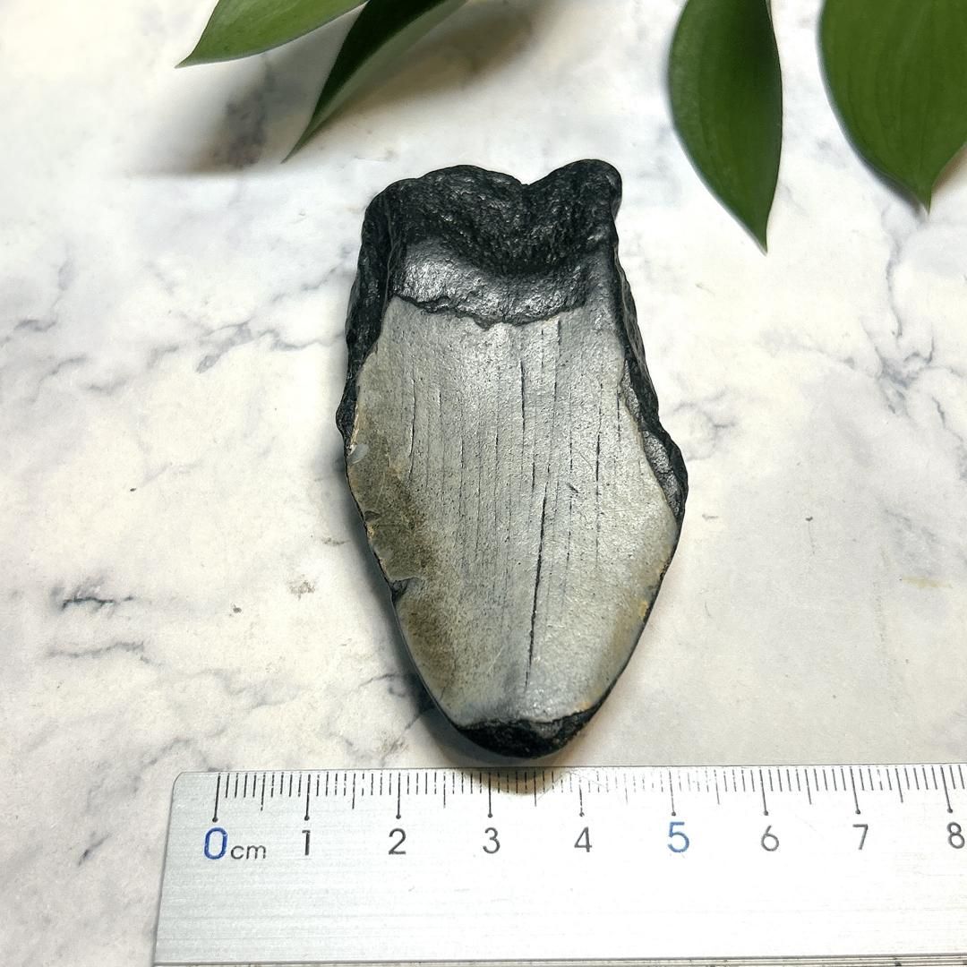 【E19597】巨大サメ メガロドン 歯の化石 ムカシオオホオシロサメ メガロドンの歯 化石｜詳細画像