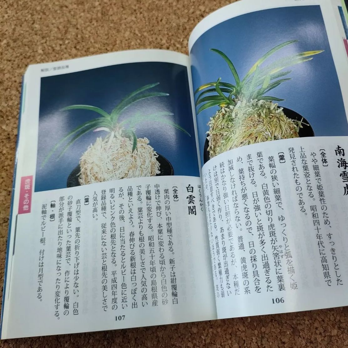 希少 初版】富貴蘭事典 315種の特徴と楽しみ方 文 堀内一博