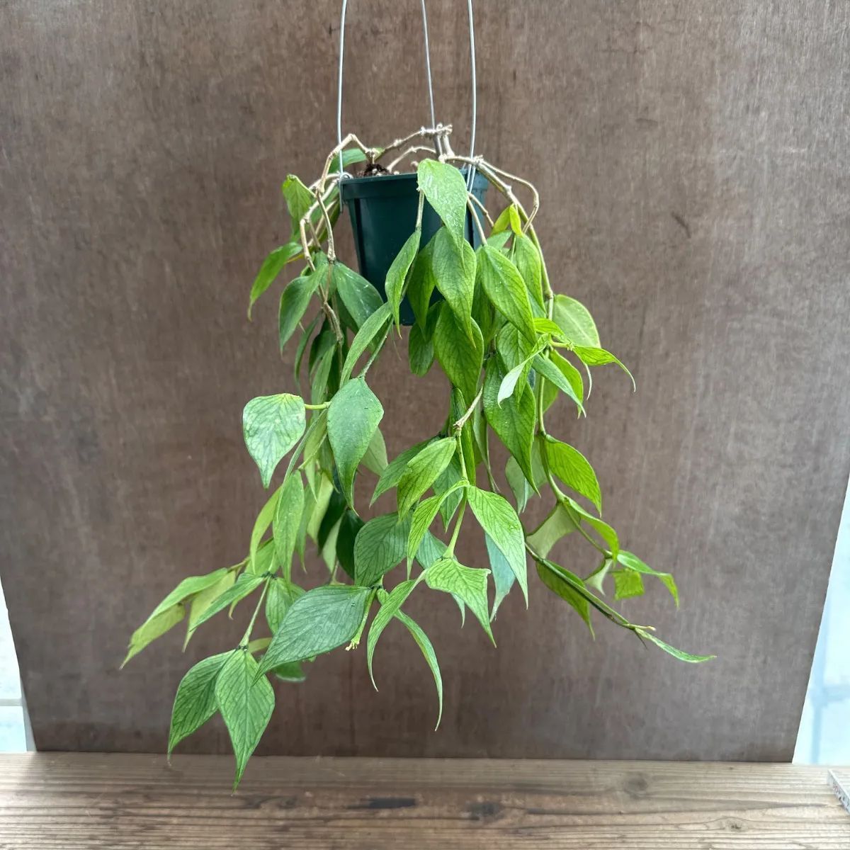 ホヤ フィリサクララン ホヤ ポリネウラ ① 現品 Hoya polyneura ホヤ フィッシュテール