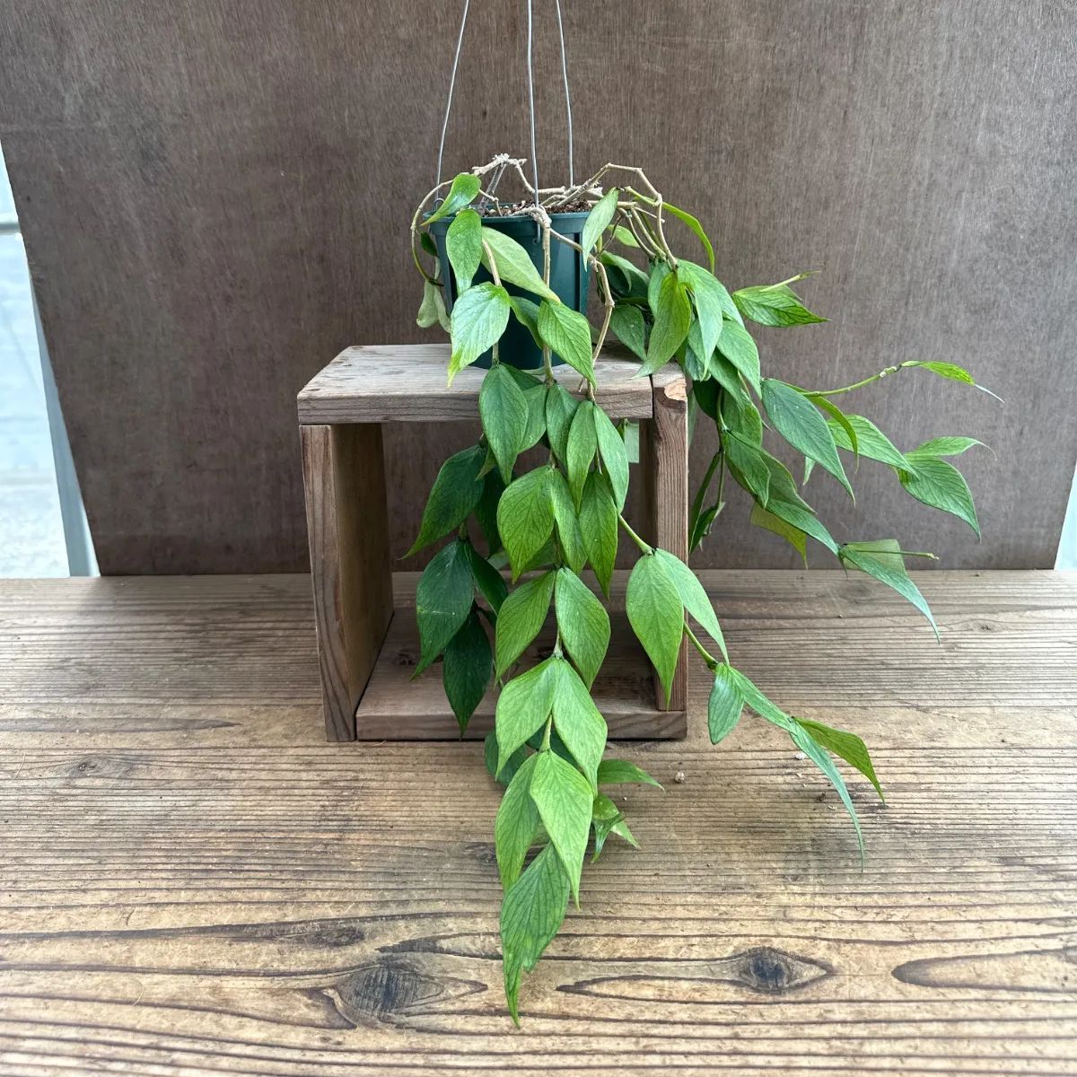 ホヤ ポリネウラ ① 現品 Hoya polyneura ホヤ フィッシュテール