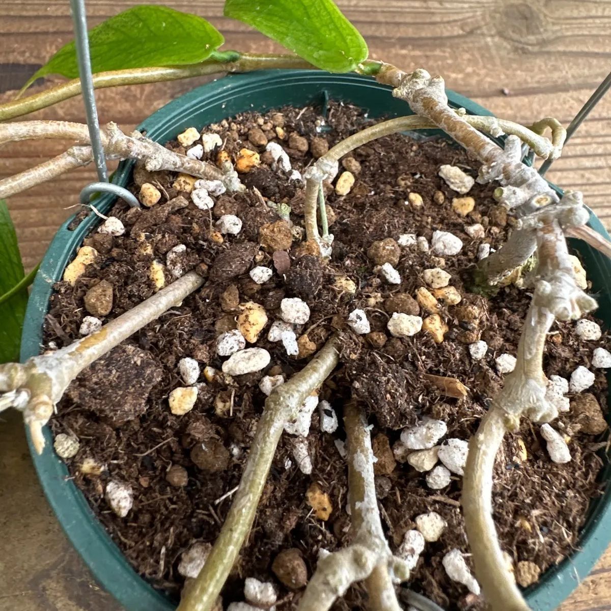 ホヤ ポリネウラ ① 現品 Hoya polyneura ホヤ フィッシュテール