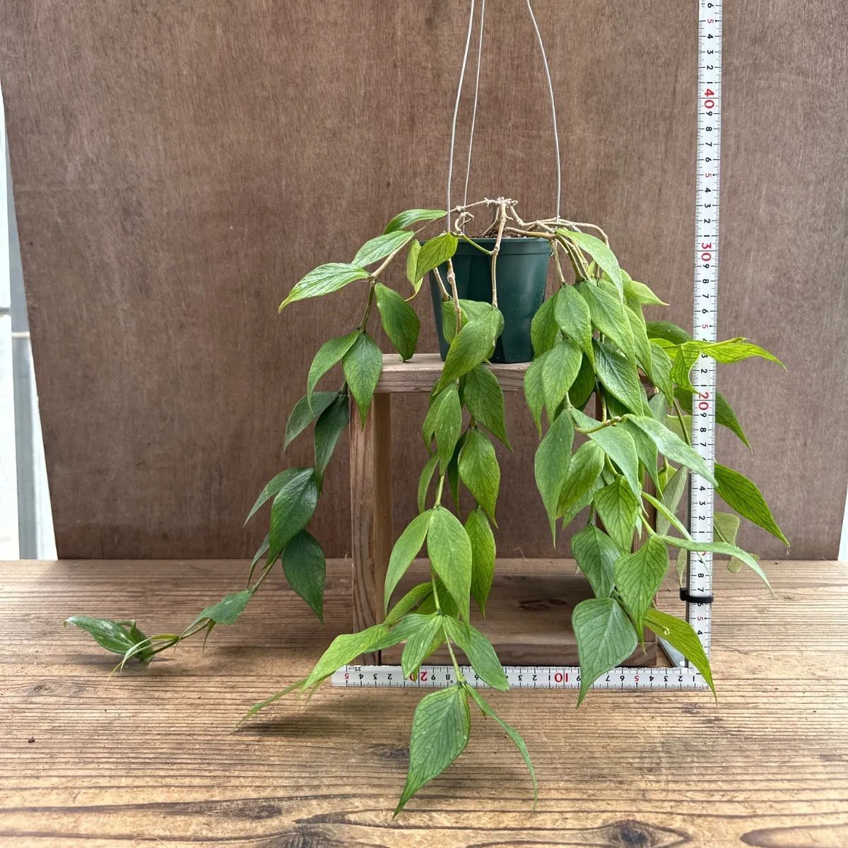 ホヤ ポリネウラ ① 現品 Hoya polyneura ホヤ フィッシュテール