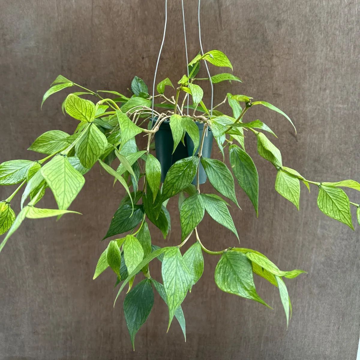 ホヤ ポリネウラ ② 現品 Hoya polyneura ホヤ フィッシュテール