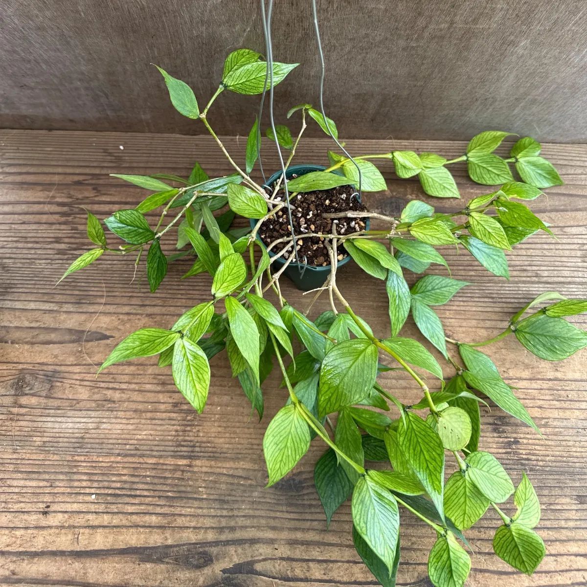 ホヤ ポリネウラ ② 現品 Hoya polyneura ホヤ フィッシュテール