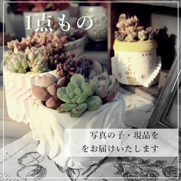 エケベリア 花野相府蓮 現品 TK10-83 写真の子 多肉植物 観葉植物 多肉 