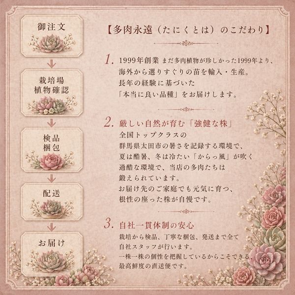 エケベリア 花野相府蓮 現品 TK10-83 写真の子 多肉植物 観葉植物 多肉 多肉植物【花野相府蓮】多肉永遠 エケベリア 抜き苗