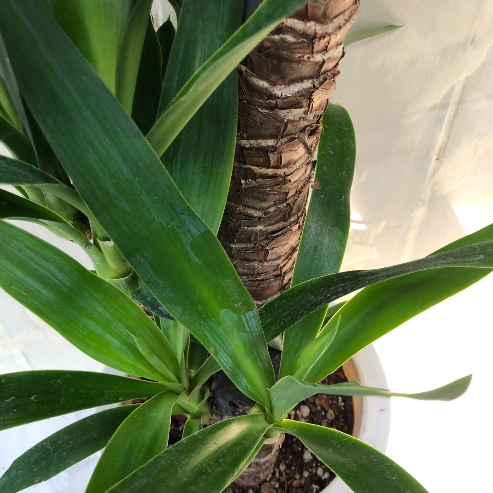 ユッカ「青年の樹」観葉植物7号鉢インテリアグリーン - メルカリ