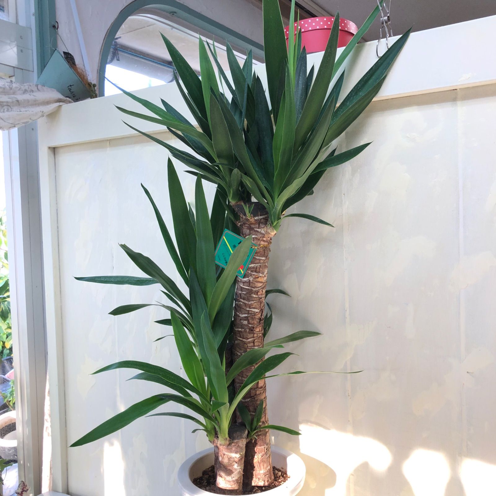 ユッカ「青年の樹」観葉植物7号鉢インテリアグリーン - メルカリ