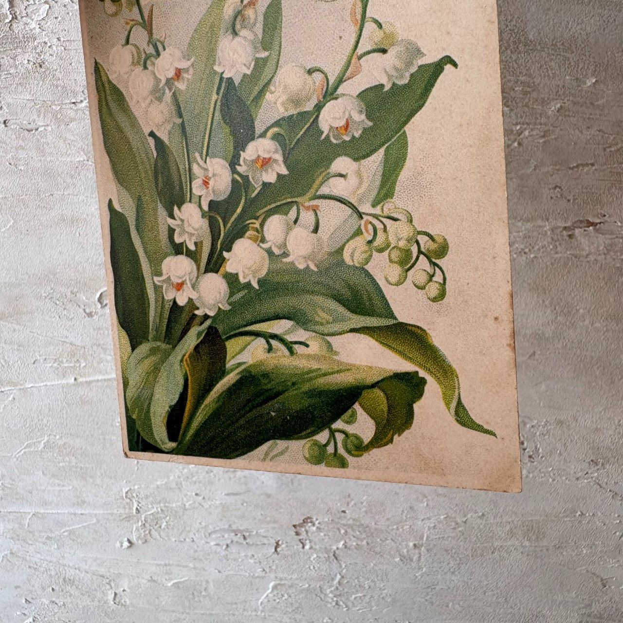 フランスアンティークポストカード｜鈴蘭の花束 スズランの植物画