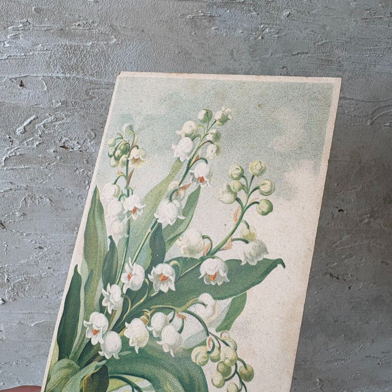フランスアンティークポストカード｜鈴蘭の花束 スズランの植物画
