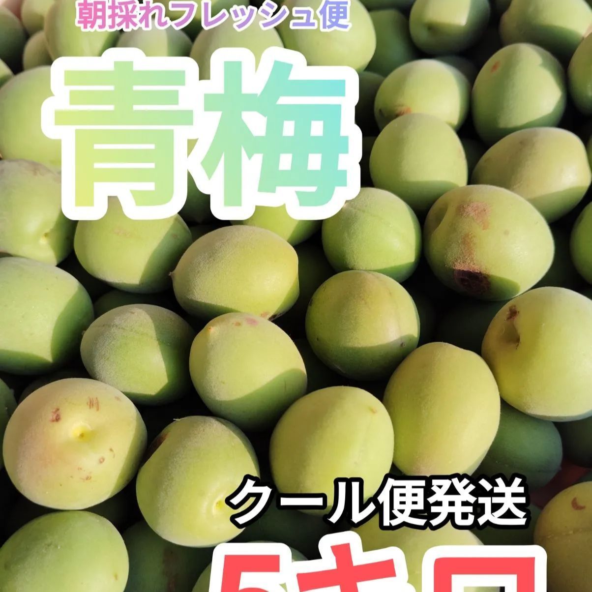 【長崎県産】青梅・朝どれフレッシュ5キロクール便