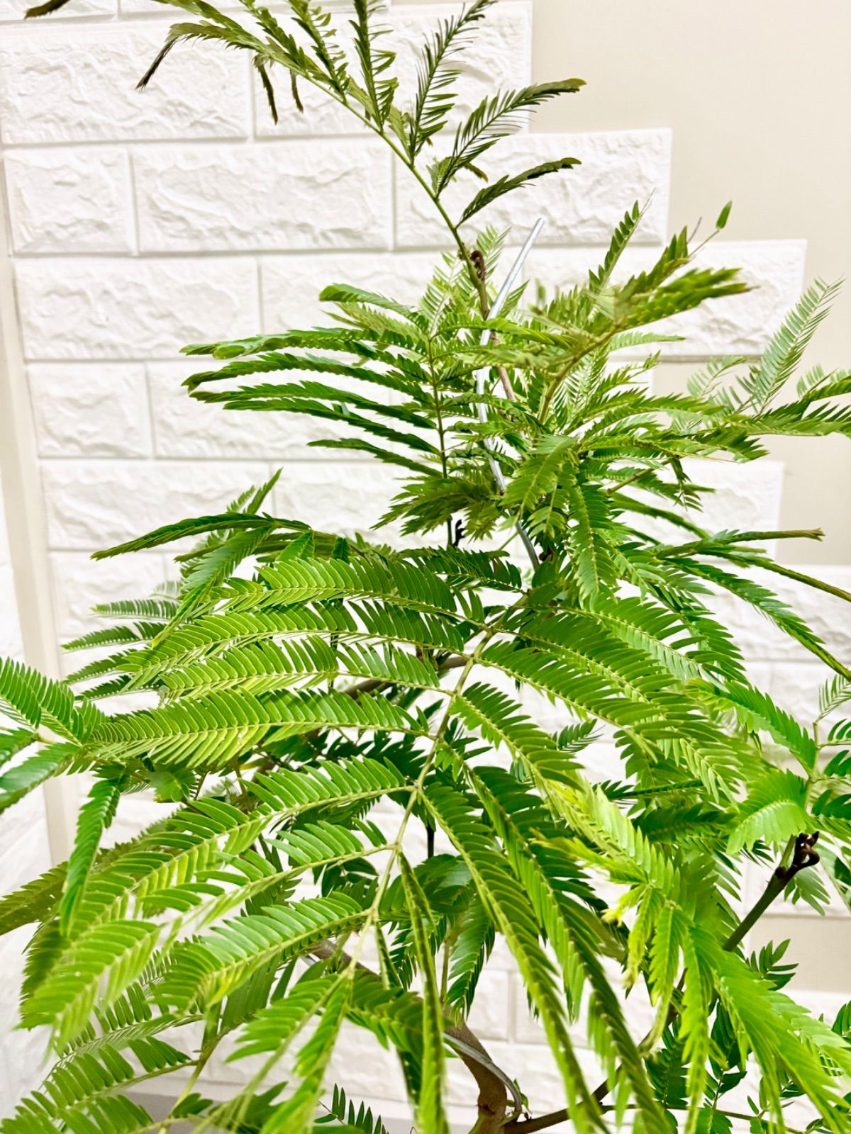エバーフレッシュ⭐️螺旋曲がり⭐️観葉植物 - メルカリ