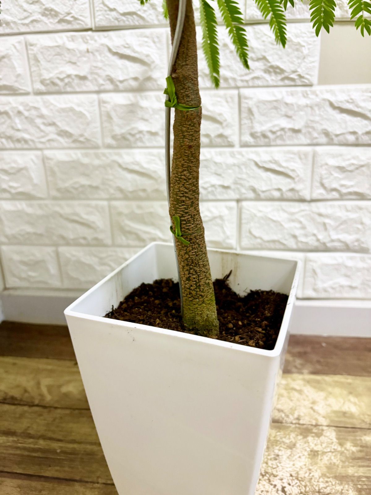 エバーフレッシュ 曲がり　螺旋状　観葉植物 鉢植え らくらくメルカリ便 エバーフレッシュ⭐️螺旋曲がり⭐️観葉植物 - メルカリ