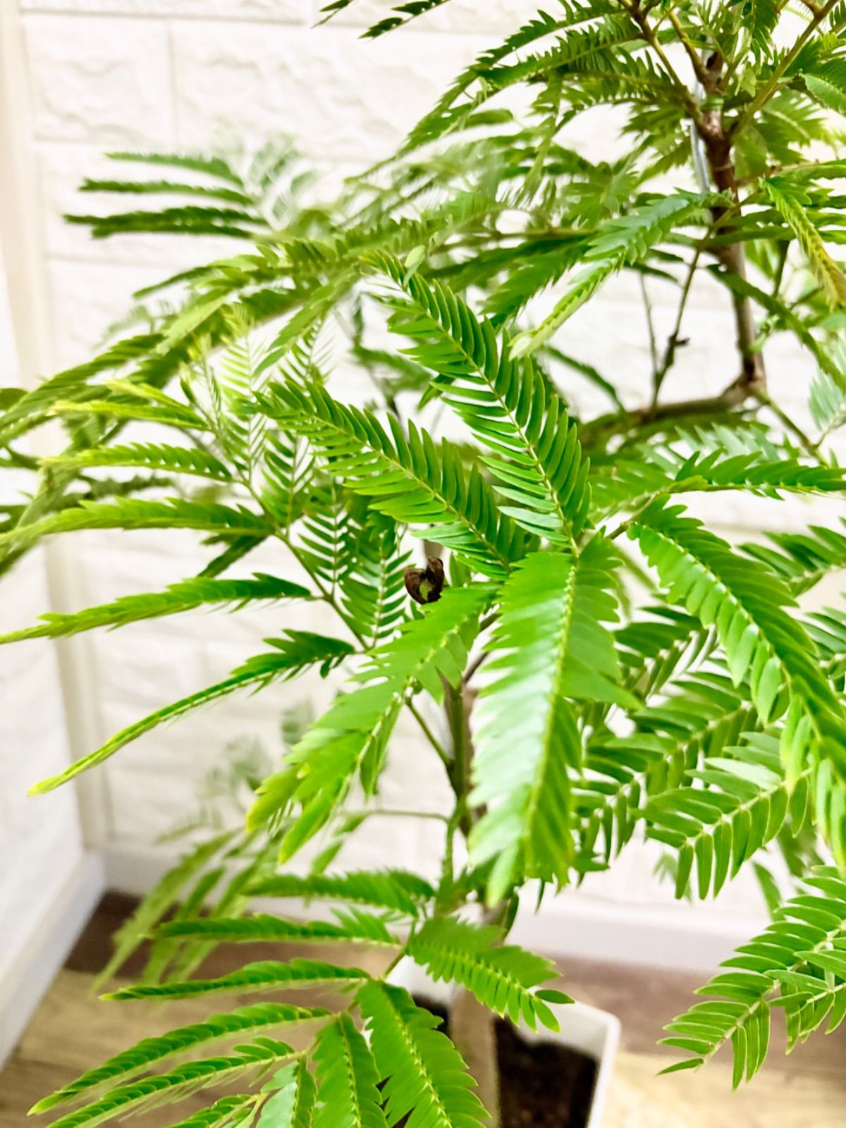エバーフレッシュ⭐️螺旋曲がり⭐️観葉植物 - メルカリ