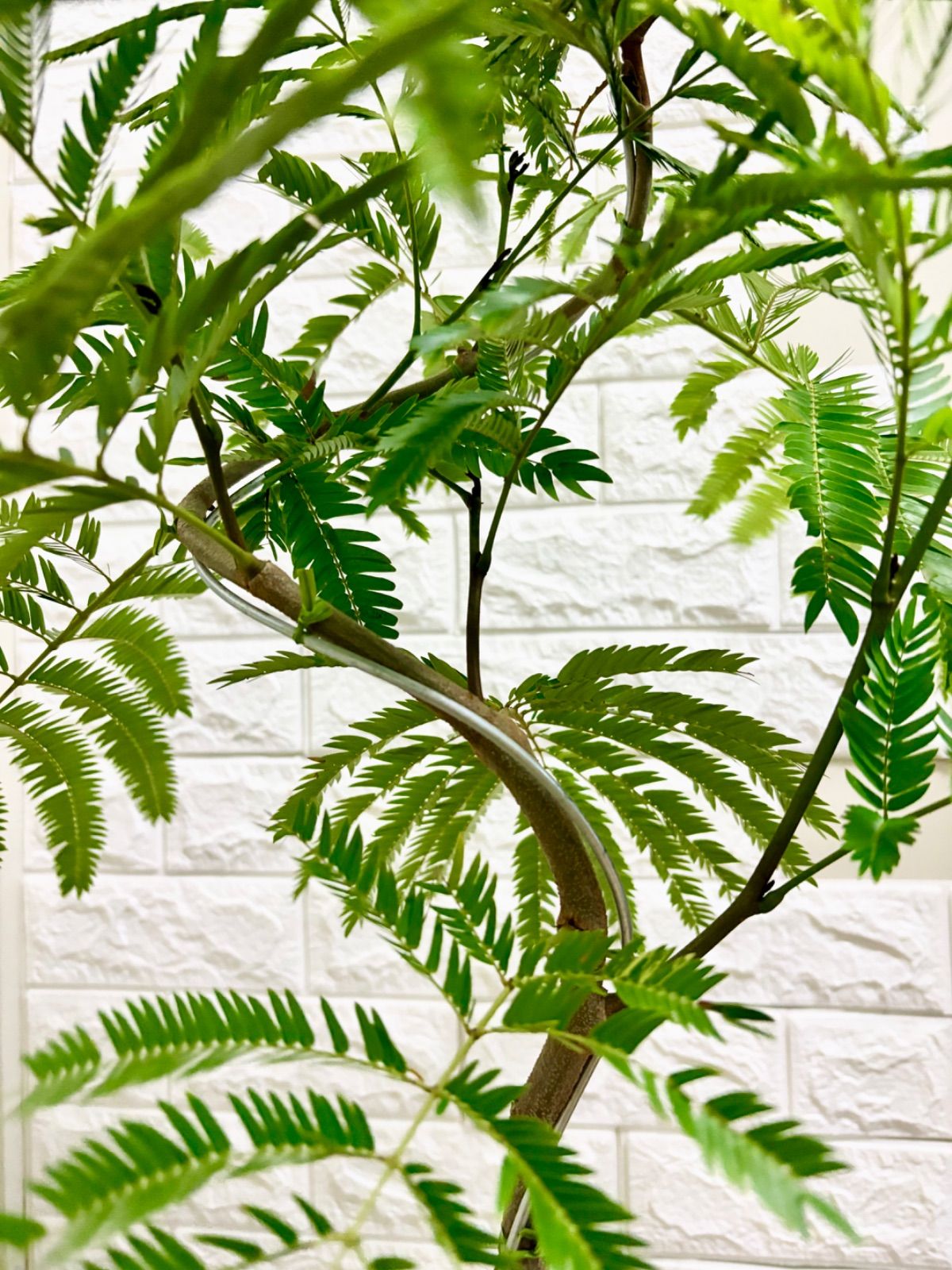 エバーフレッシュ⭐️螺旋曲がり⭐️観葉植物 - メルカリ