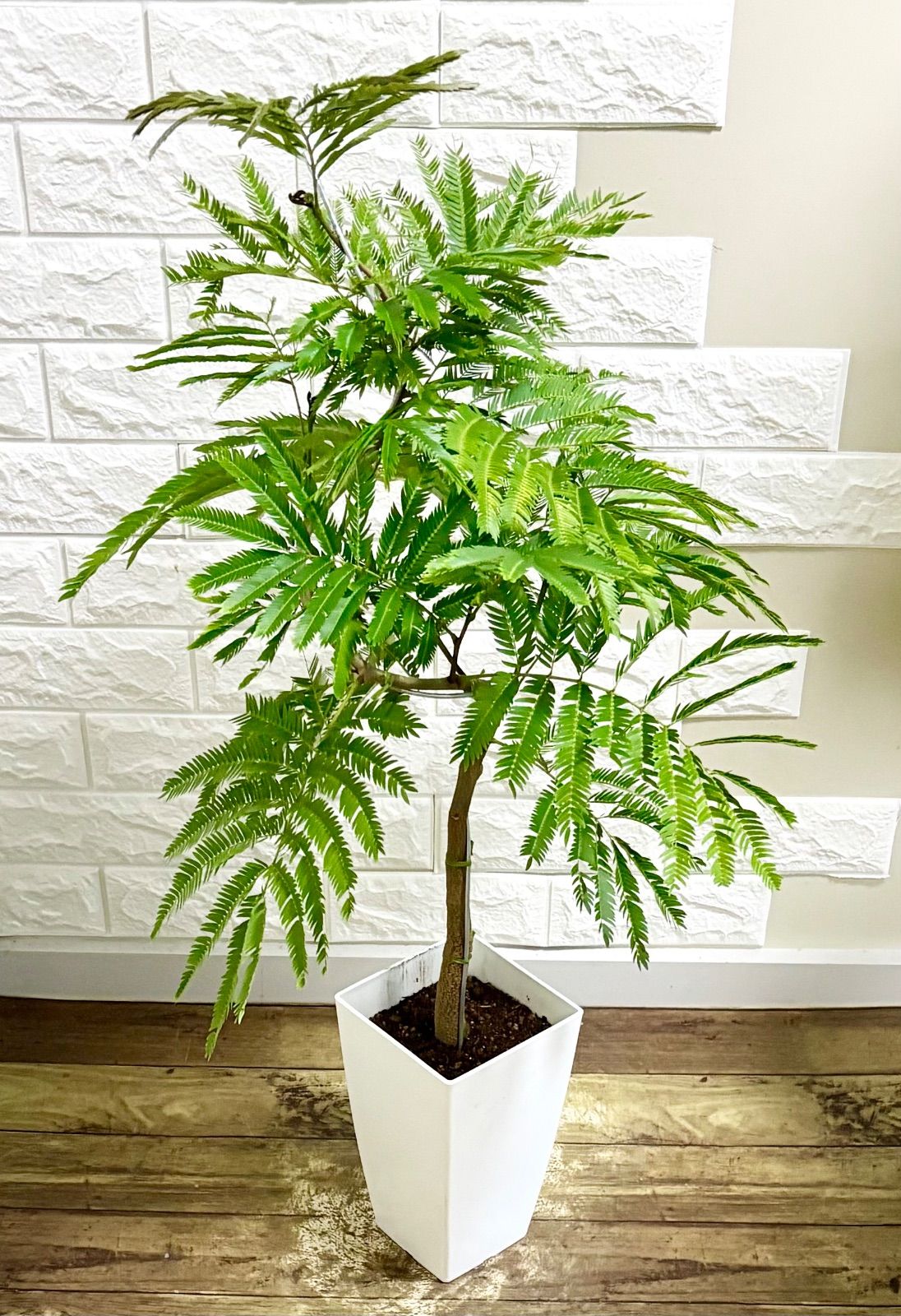 エバーフレッシュ⭐️螺旋曲がり⭐️観葉植物 - メルカリ