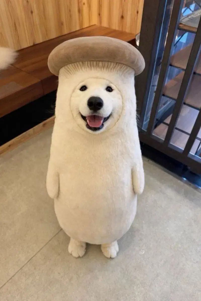 リードア