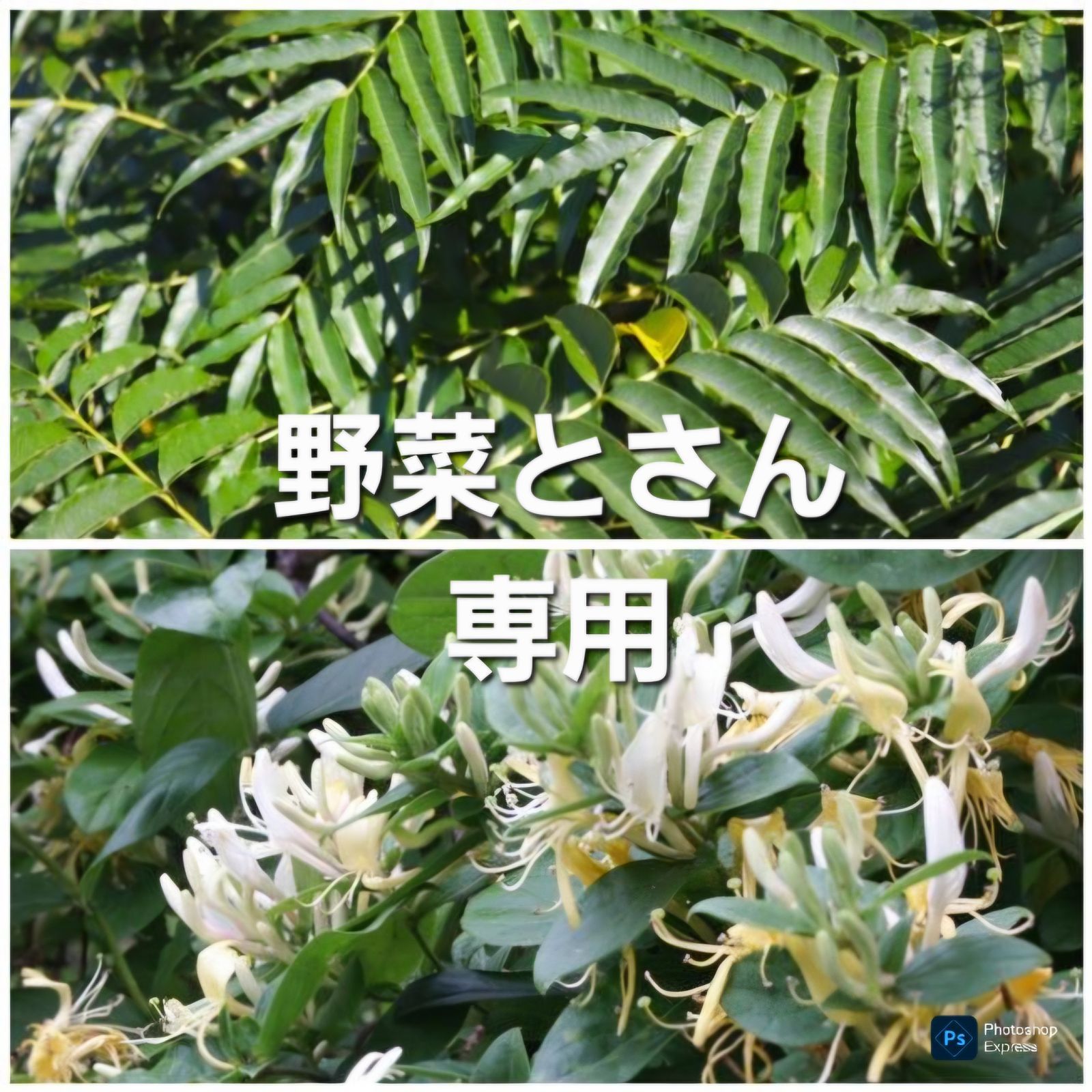 野菜とさん専用　烏山椒葉&スイカズラ花
