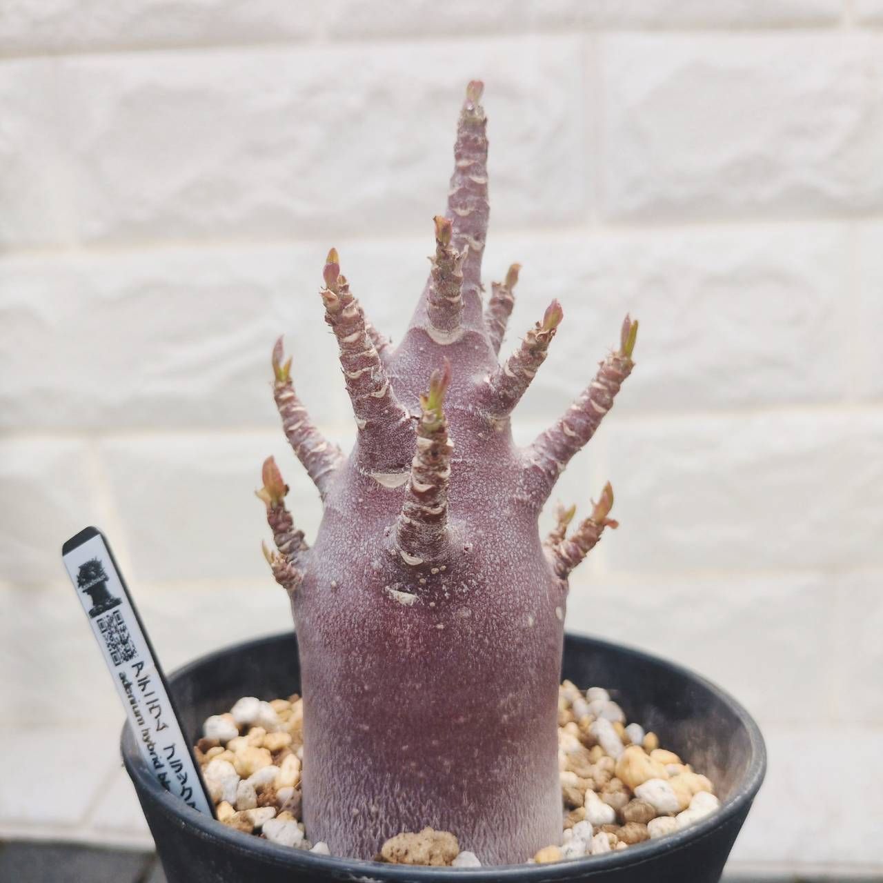 a56 アデニウム ドワーフ ブラックスキン 塊根植物 コーデックス