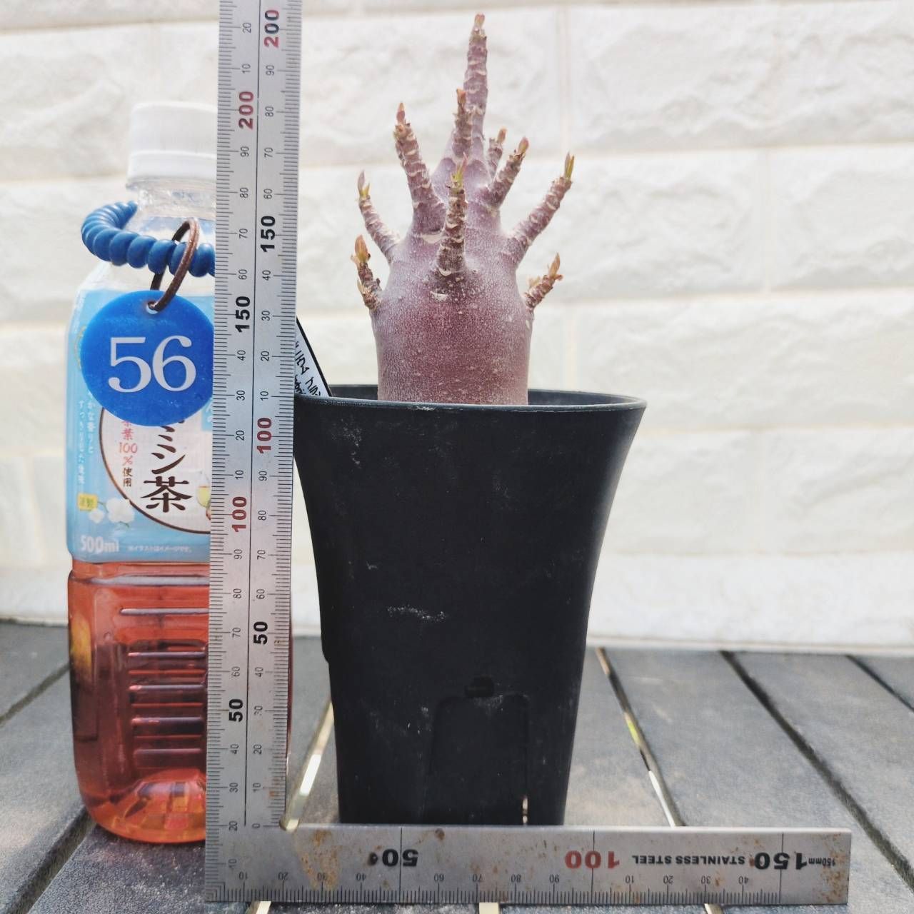 a56 アデニウム ドワーフ ブラックスキン 塊根植物 コーデックス