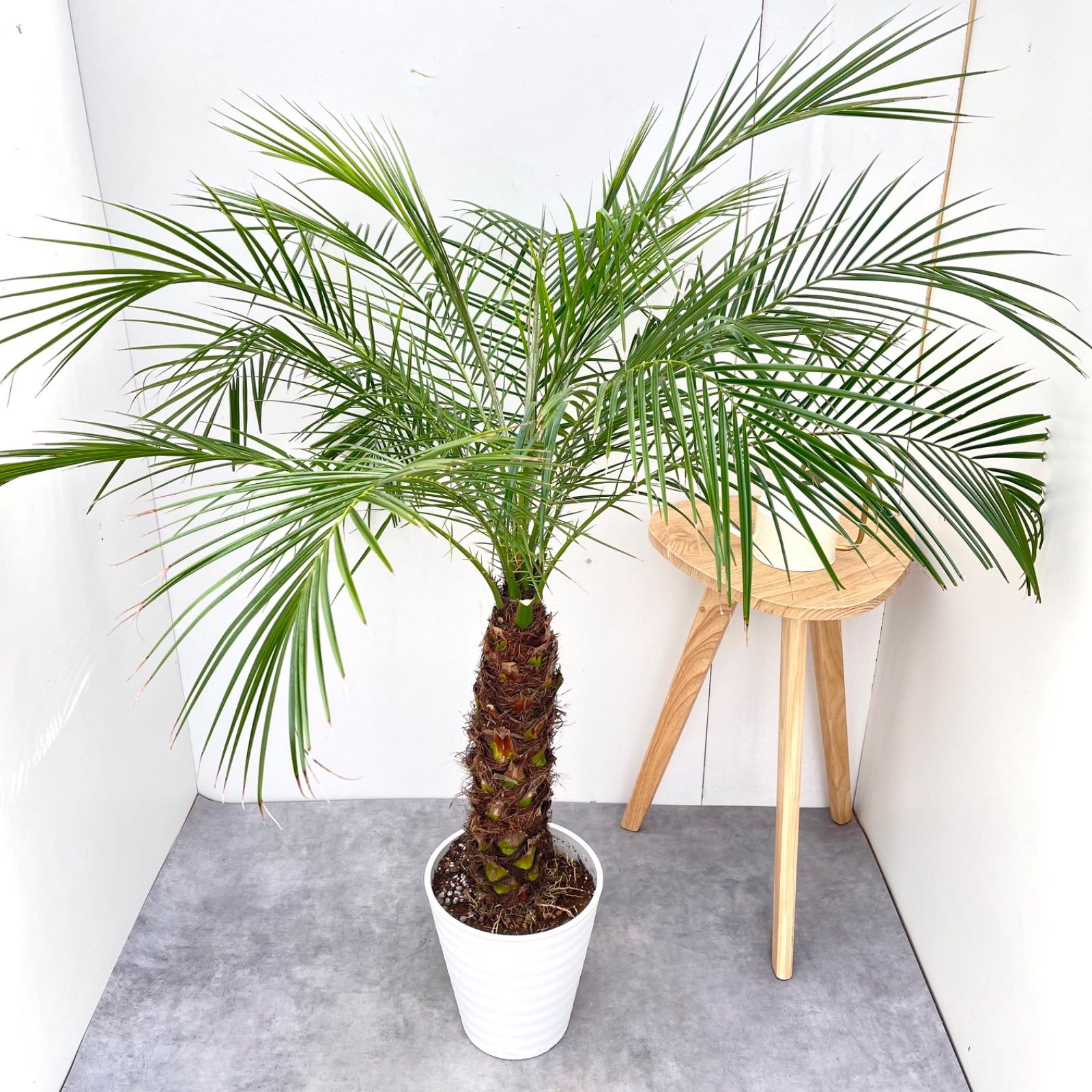 ヤシ フェニックスロベレニー 7【現品】観葉植物 庭木 大型
