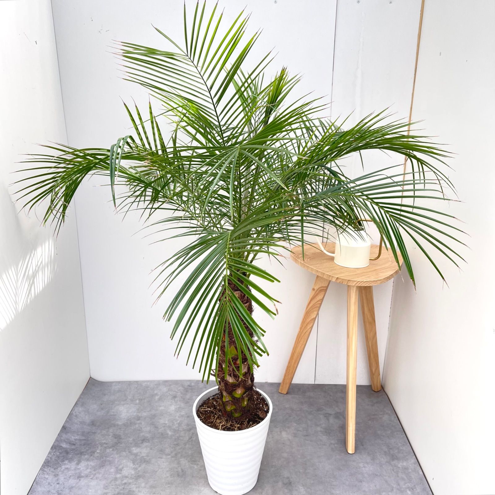 ヤシ フェニックスロベレニー 7【現品】観葉植物 庭木 大型 - メルカリ