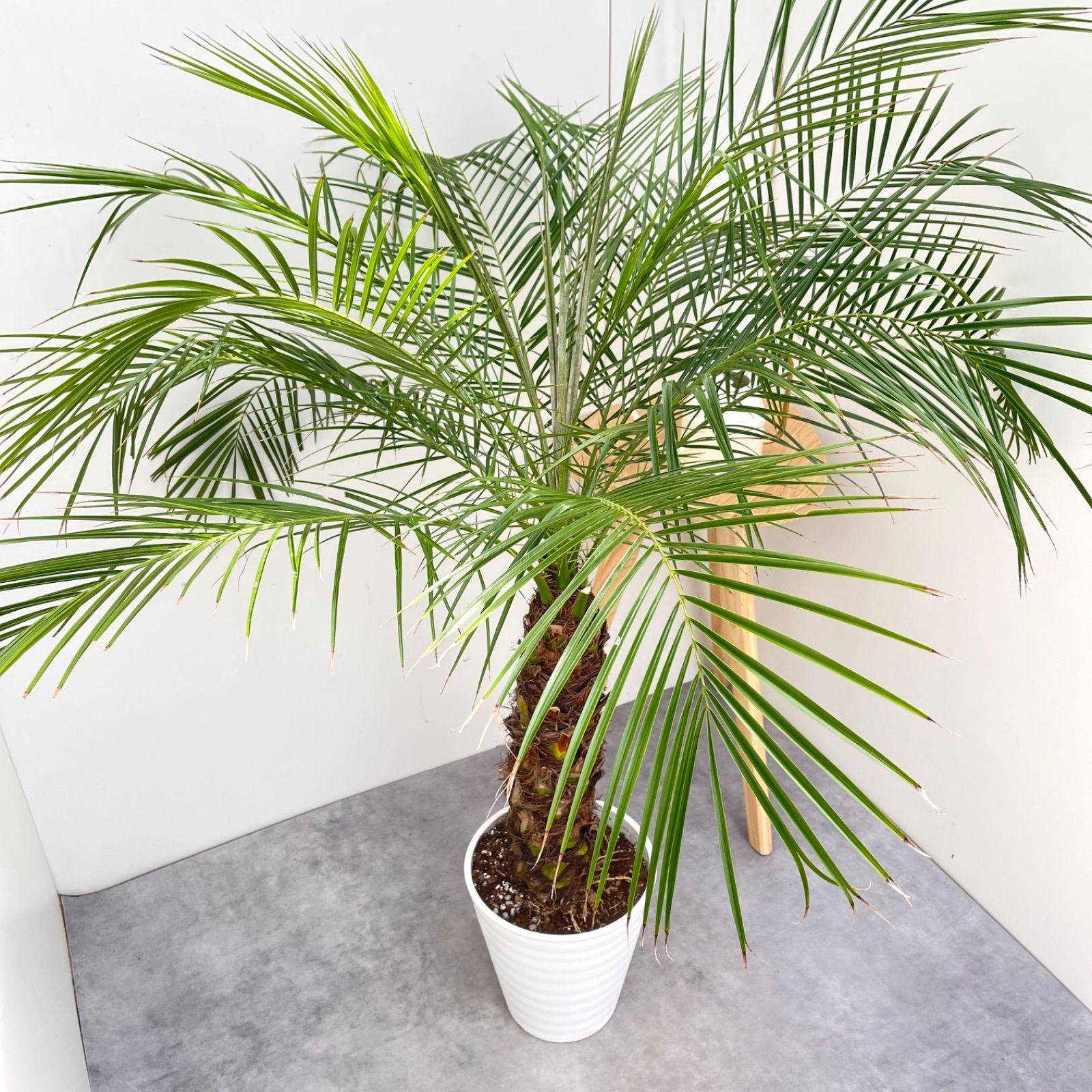 ヤシ フェニックスロベレニー 7【現品】観葉植物 庭木 大型