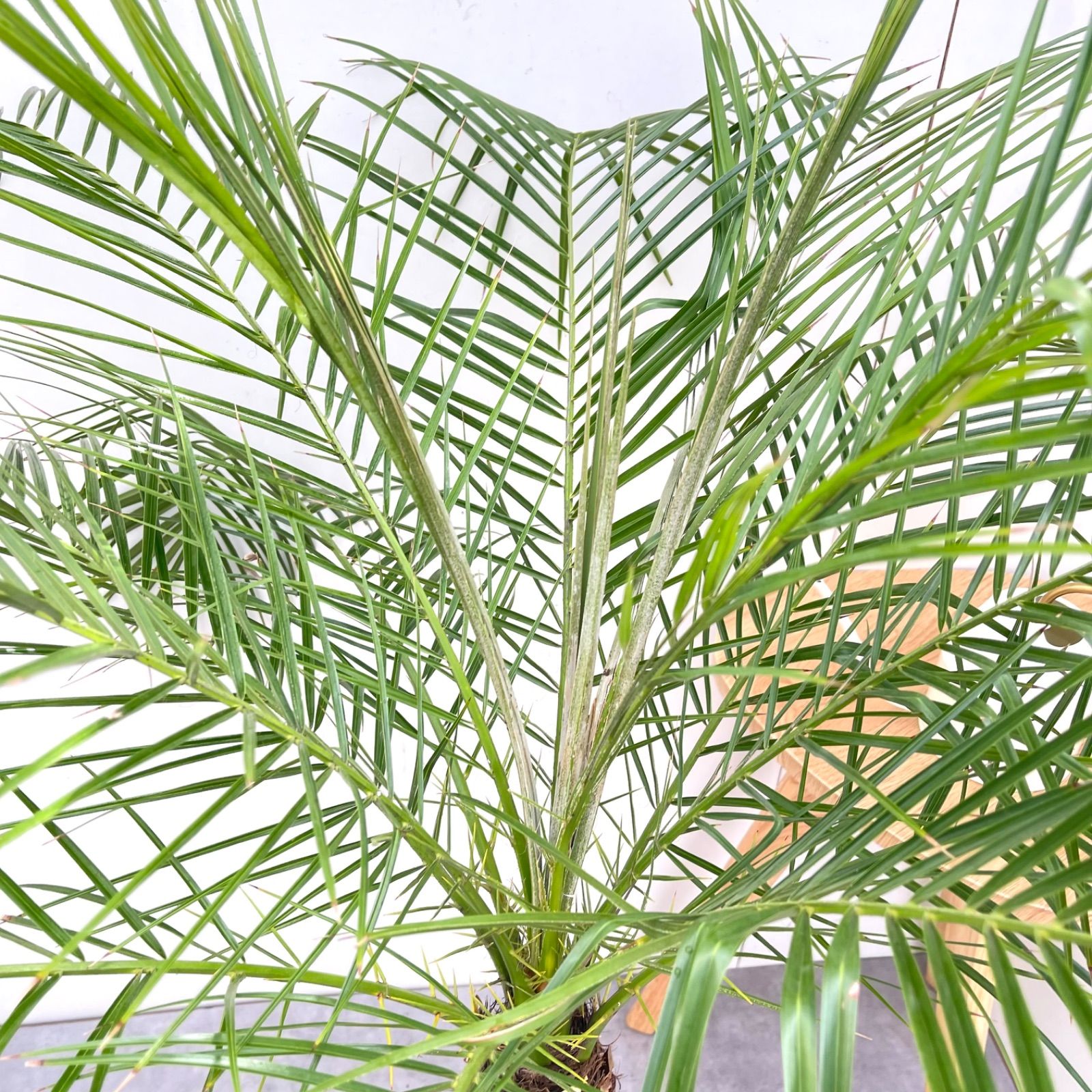 ヤシ フェニックスロベレニー 7【現品】観葉植物 庭木 大型