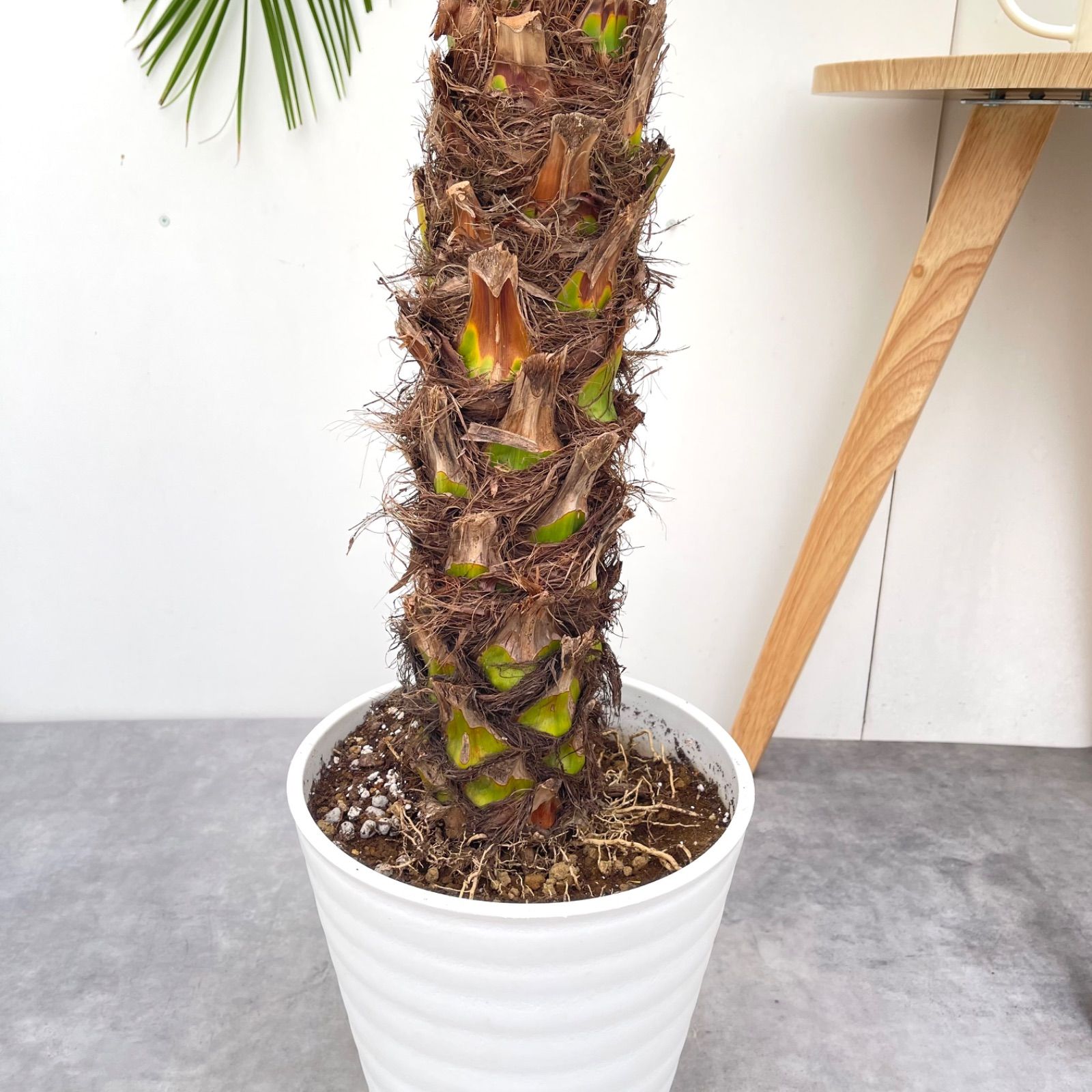 ヤシ フェニックスロベレニー 7【現品】観葉植物 庭木 大型