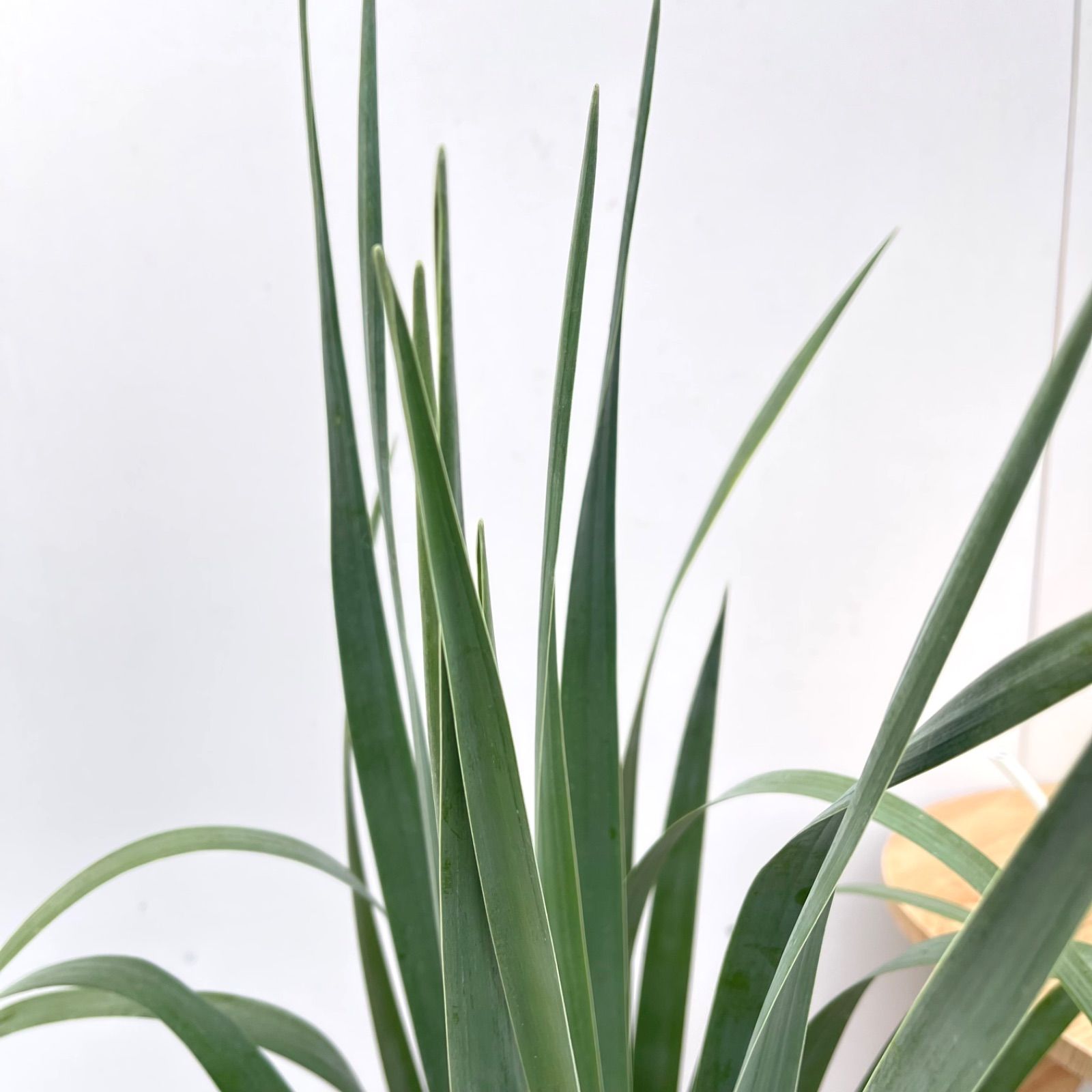 ドラセナ ドラコ リュツケツジュ 5【現品】観葉植物 室内 7号