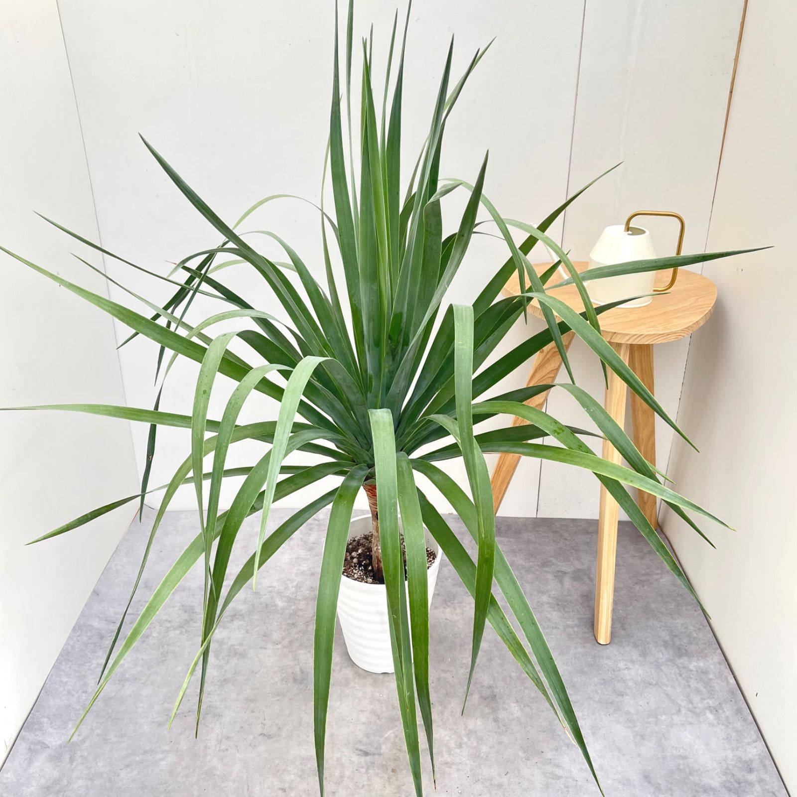 ドラセナ　ドラコ　リュツケツジュ　5【現品】観葉植物　室内　7号