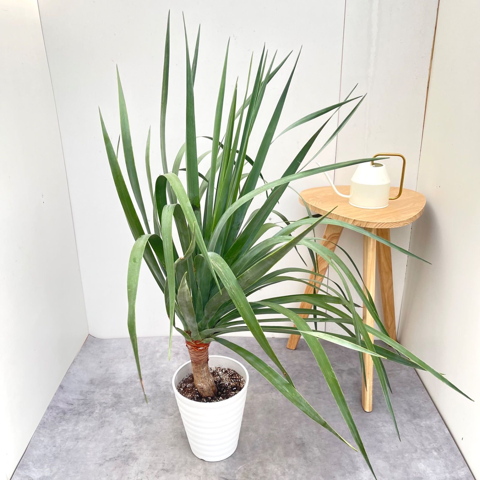 ドラセナ ドラコ リュツケツジュ 5【現品】観葉植物 室内 7号 - メルカリ