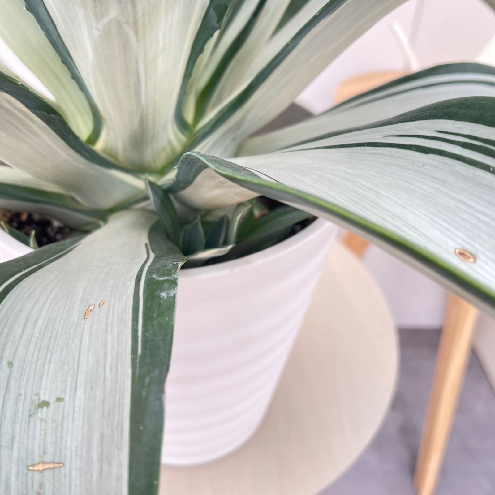 観葉植物 アガベ クイックシルバー 2【現品】☆希少☆ 観葉植物 屋外