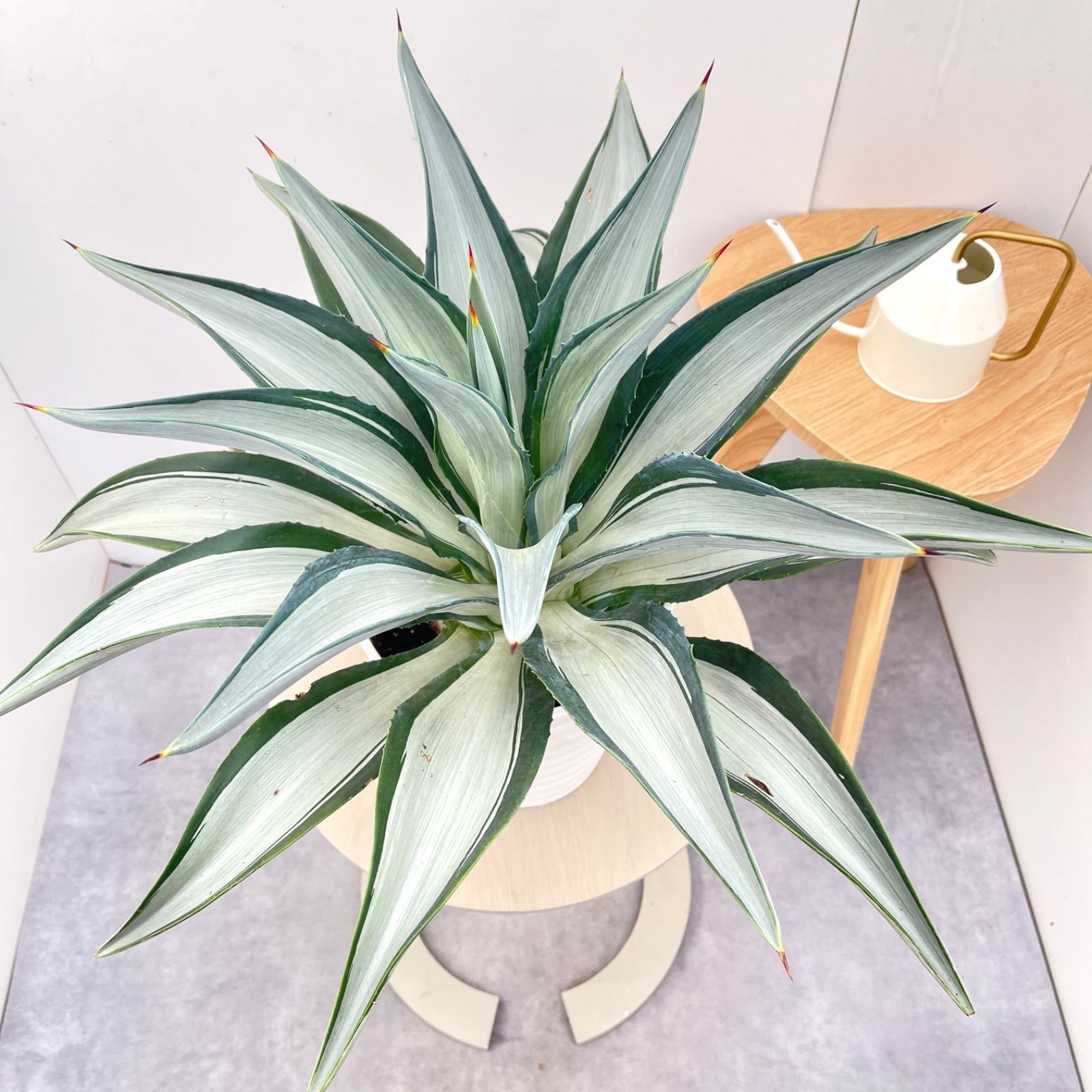 アガベ　クイックシルバー　2 観葉植物 アガベ クイックシルバー 2【現品】☆希少☆ 観葉植物 屋外