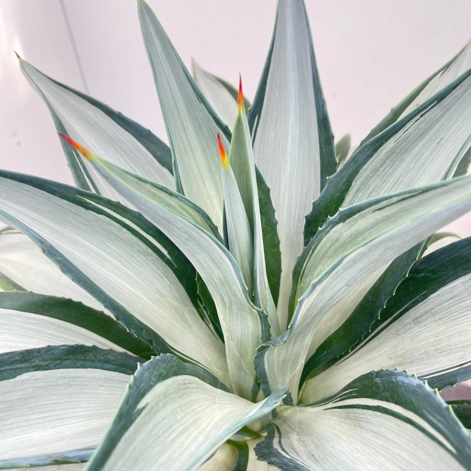 観葉植物 アガベ クイックシルバー 2【現品】☆希少☆ 観葉植物 屋外