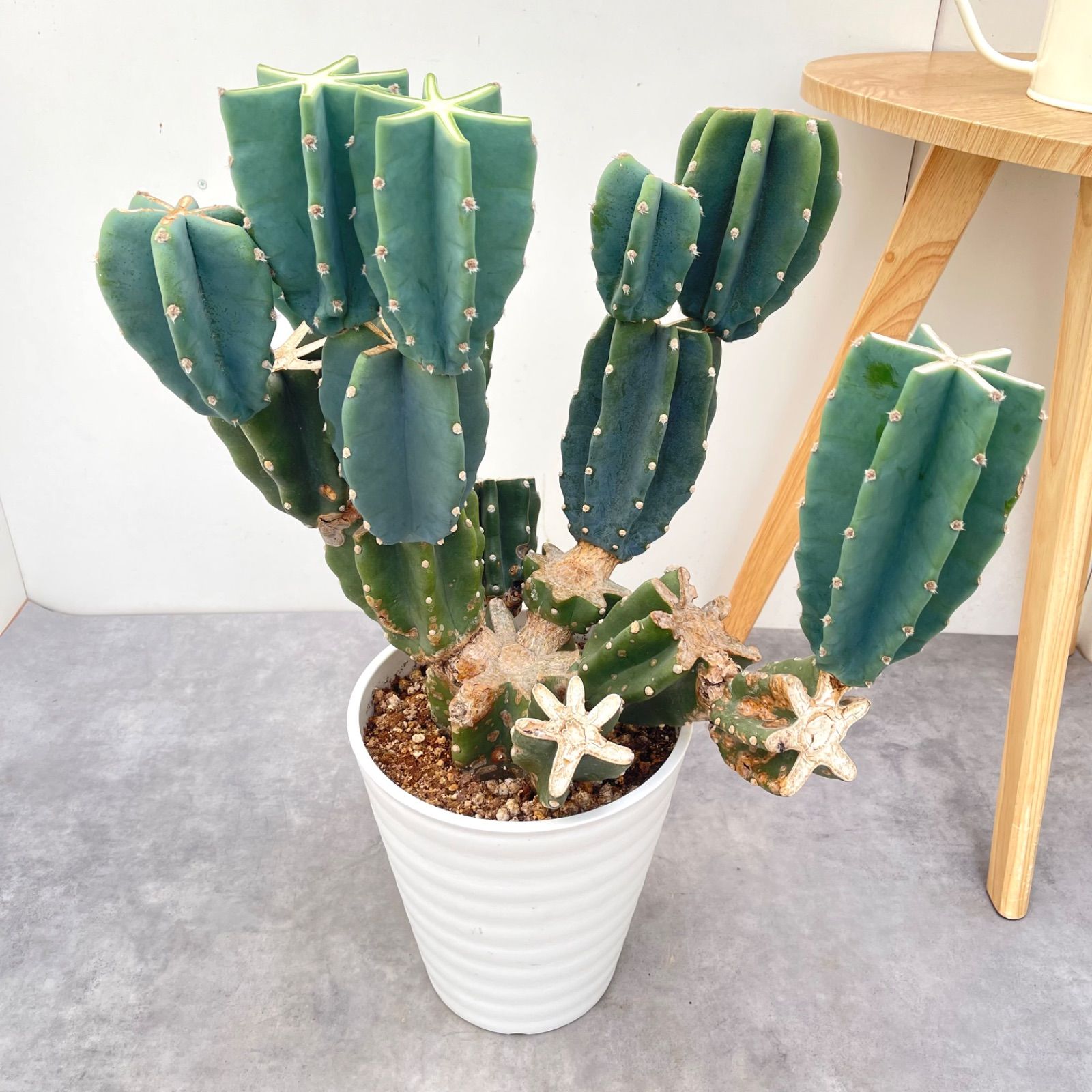 柱サボテン　ブランチ　1【現品】観葉植物　室内　ドライガーデン　大型
