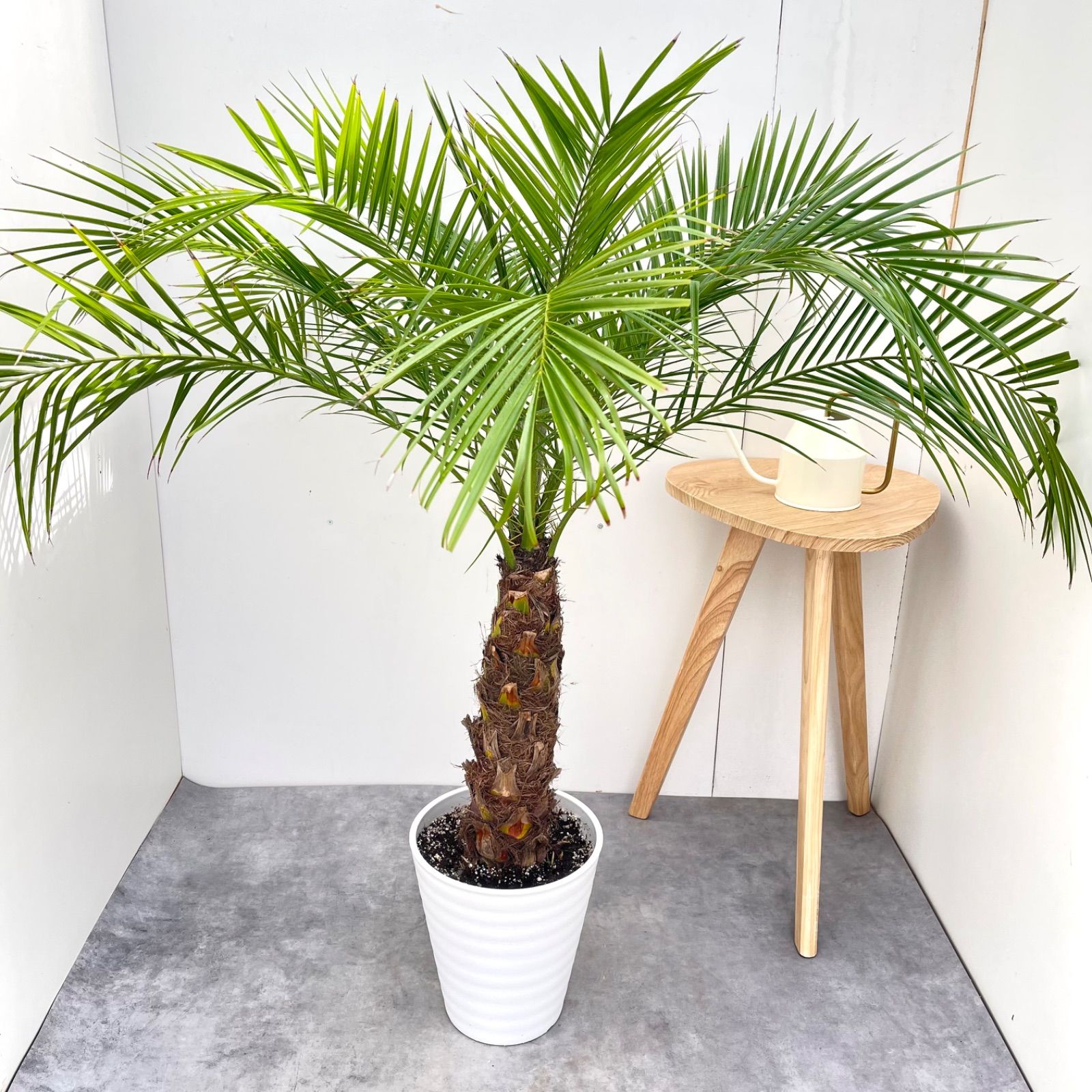 ヤシ　フェニックスロベレニー 9【現品】観葉植物　庭木　大型