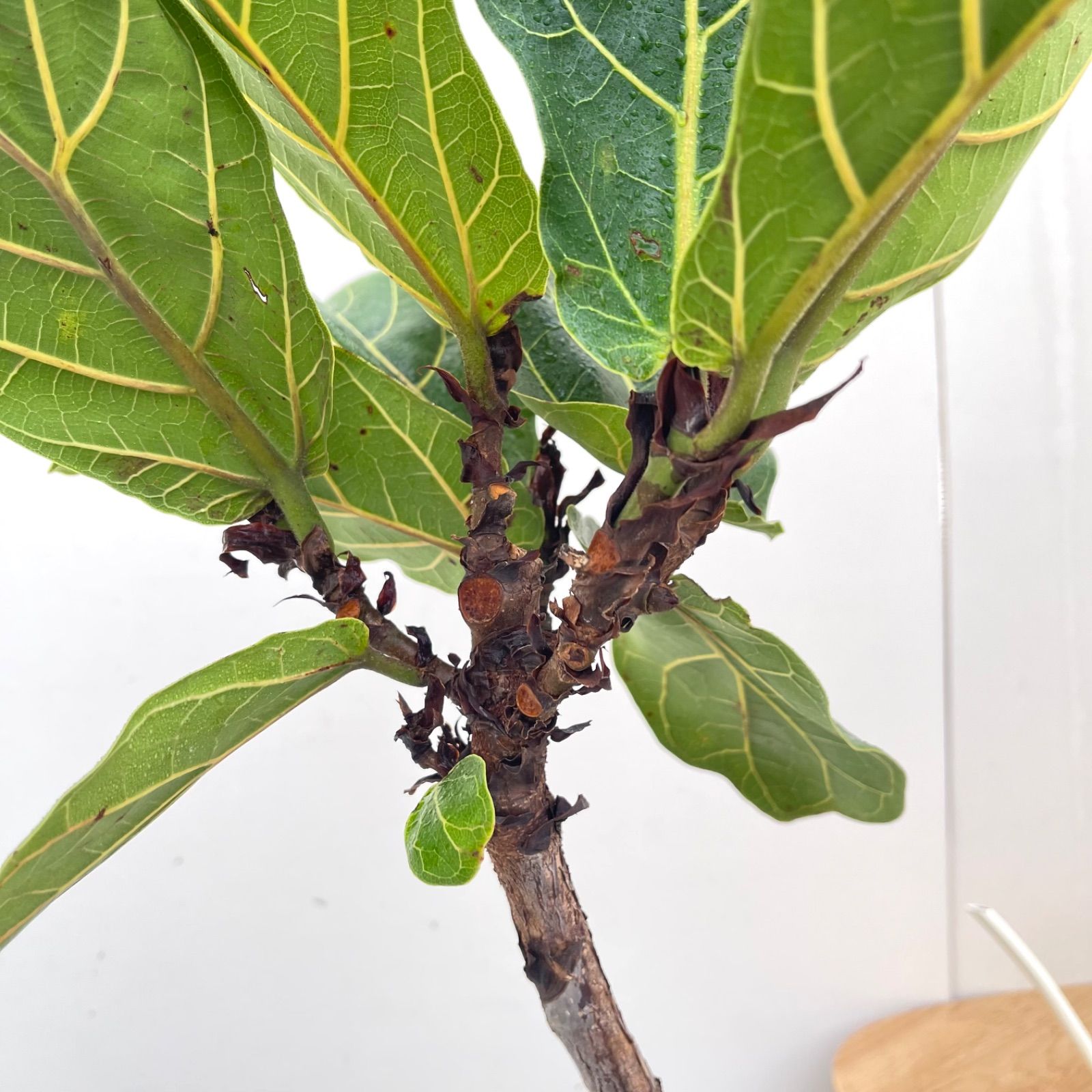 カシワバゴム フィカス リラータ 6【現品】観葉植物 室内 7号 - メルカリ