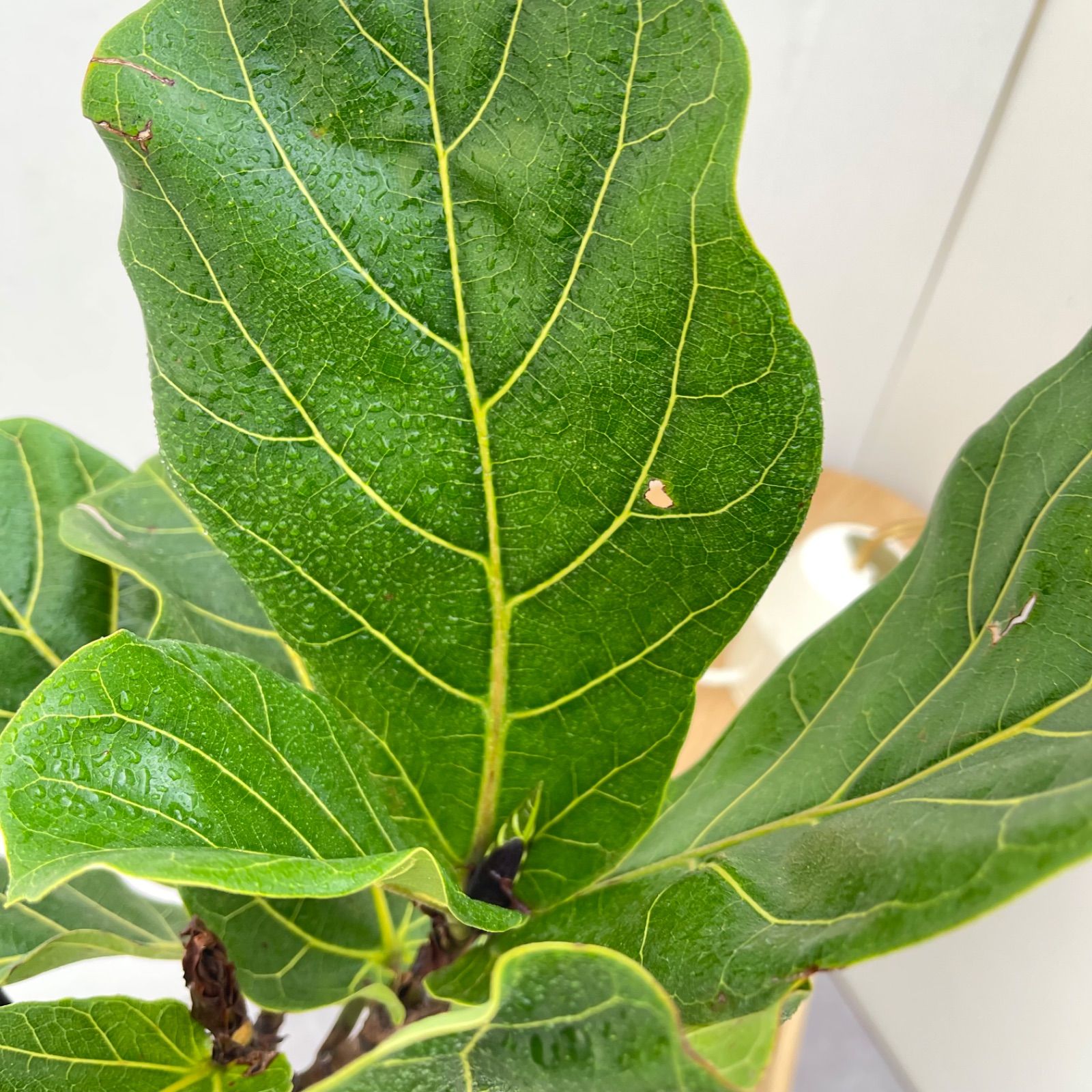 カシワバゴム フィカス リラータ 6【現品】観葉植物 室内 7号 - メルカリ