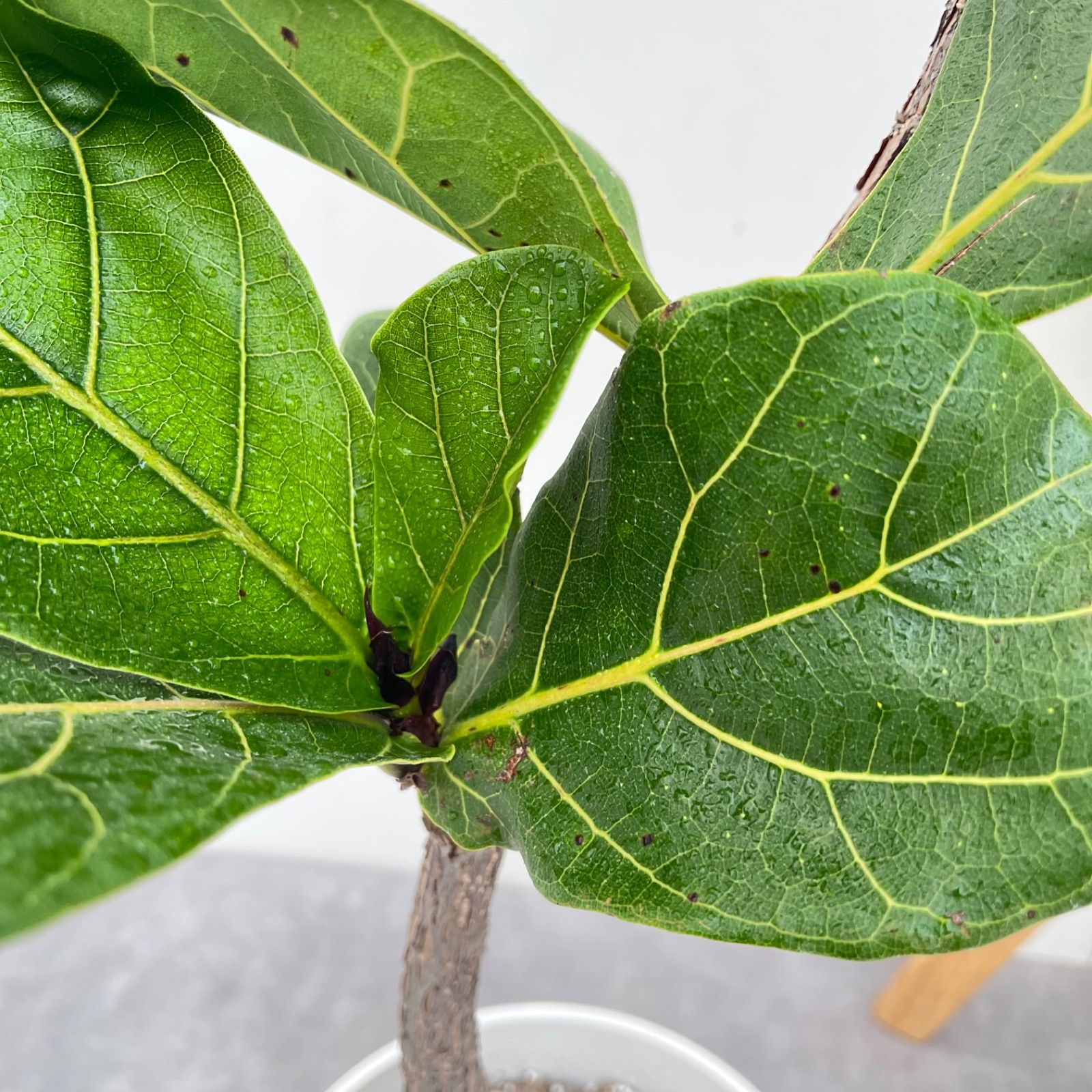 カシワバゴム フィカス リラータ 6【現品】観葉植物 室内 7号 - メルカリ