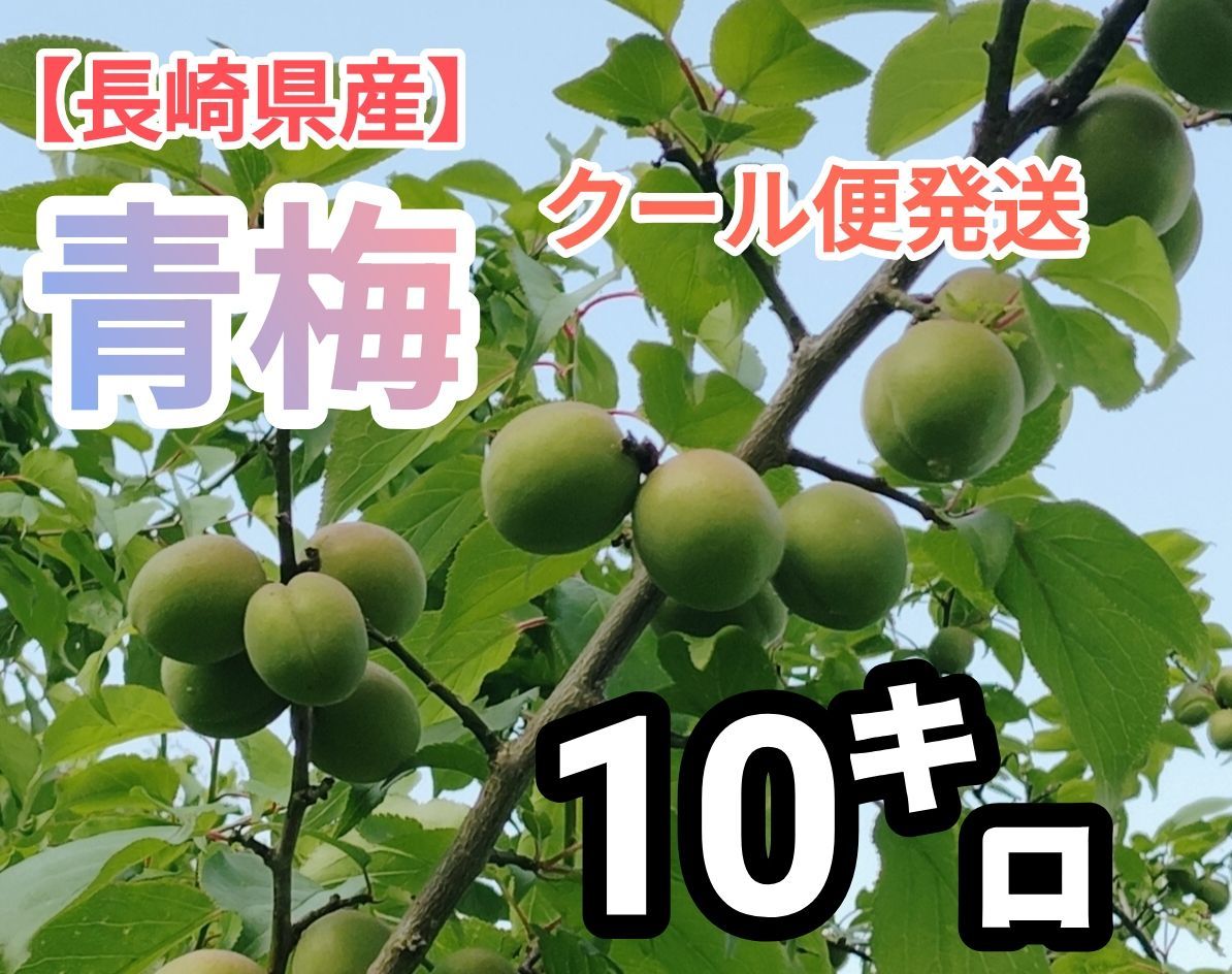 【長崎県産】青梅・10㌔朝採れ手摘みフレッシュ・クール便発送