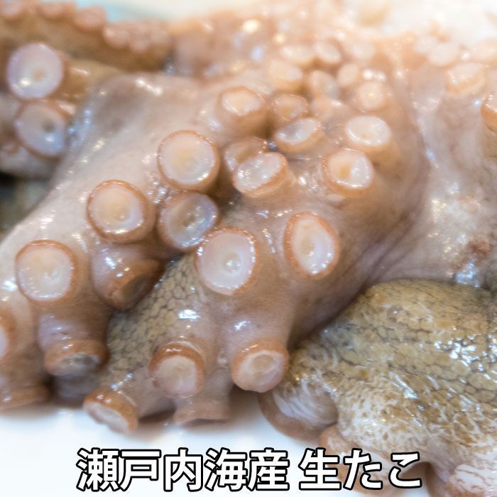 活き締め 真たこ 1.5kg前後 生 レシピ付き 瀬戸内海産 蛸 タコ 刺身 たこさし たこ （冷蔵便）