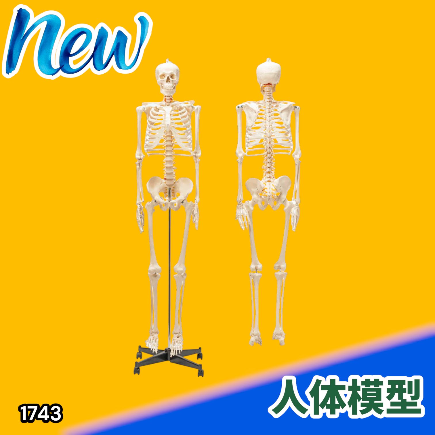 #1743 全身 人体 模型 170cm 神経根有り 全身 骨格 標本 骸骨 人骨 ガイコツ 靭帯 大学 病院 研究 理科 医学 医療 整骨 整体 鍼灸 医院 ※一部地域離島別途配送料有