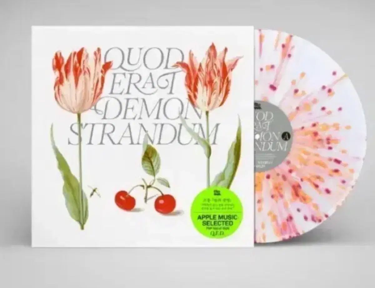 From ー Q E D lp 出品