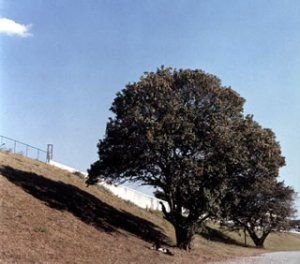 【CD】2nd Hometown(CCCD)