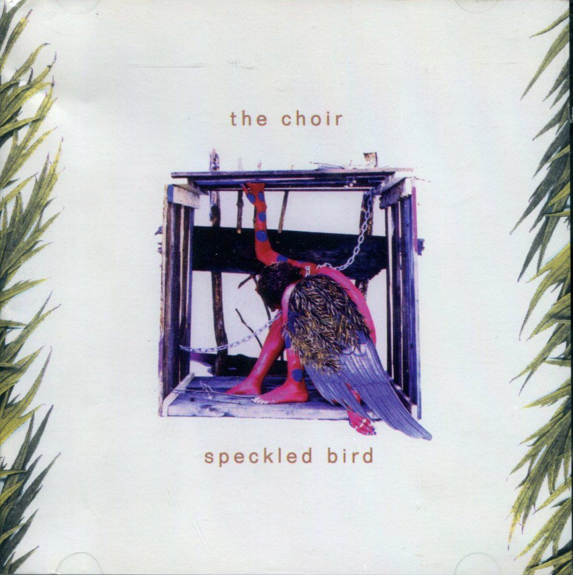 【CD】Speckled Bird