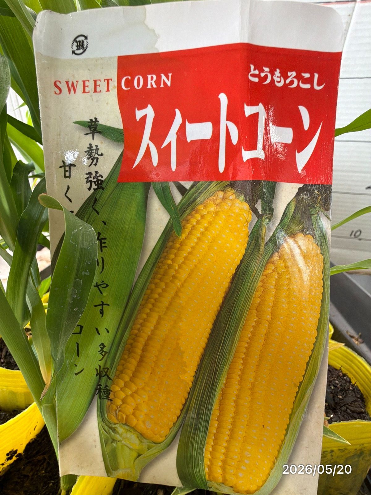デニグリー錦 大疣 国内実生 鉢植えメルカリ便送料込み そのまま飾れる多肉植物寄せ植え鉢♥️3点セット·͜·ᰔᩚ - メルカリ