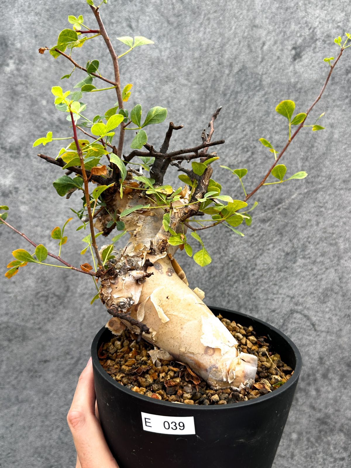 【現品限り】コミフォラ・カタフ ソマリア ピュア 現地株 発根済み【E39】 Commiphora kataf Somalia