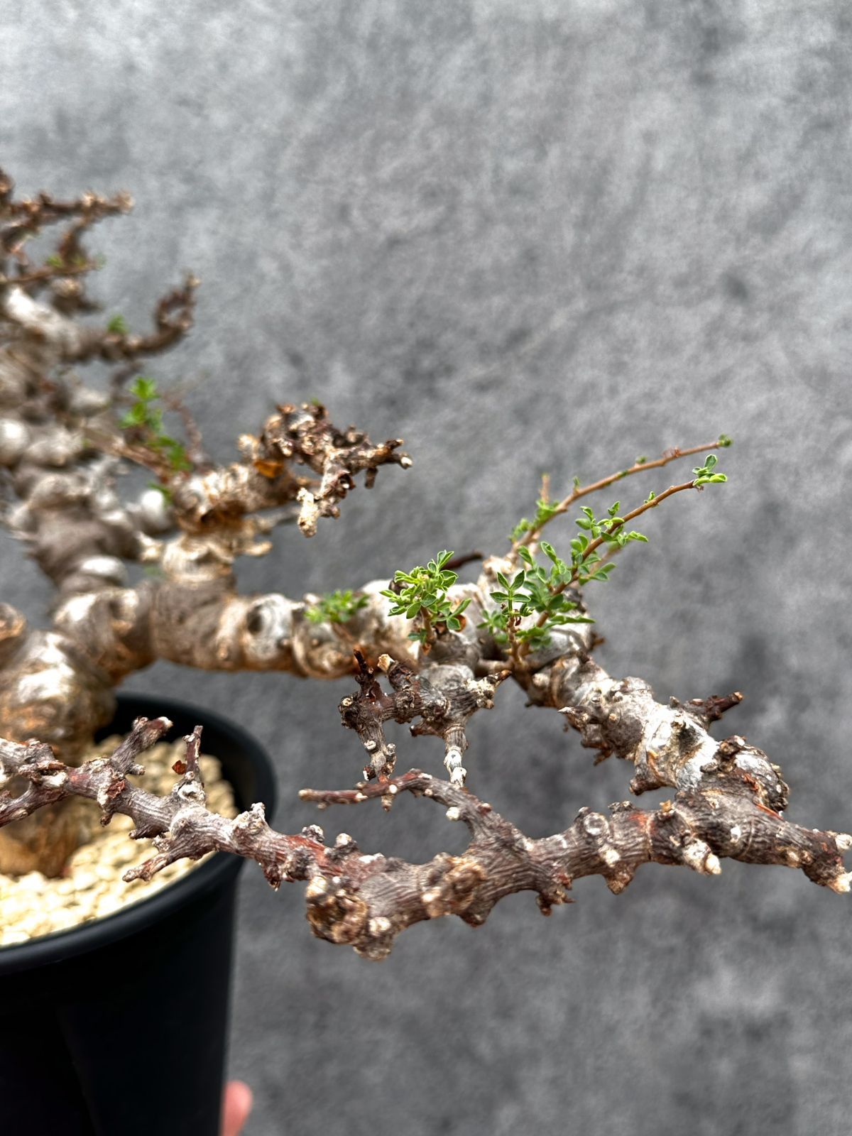 現品限り】コミフォラ・エイル 現地株 発根済み【E42】 Commiphora Eyl